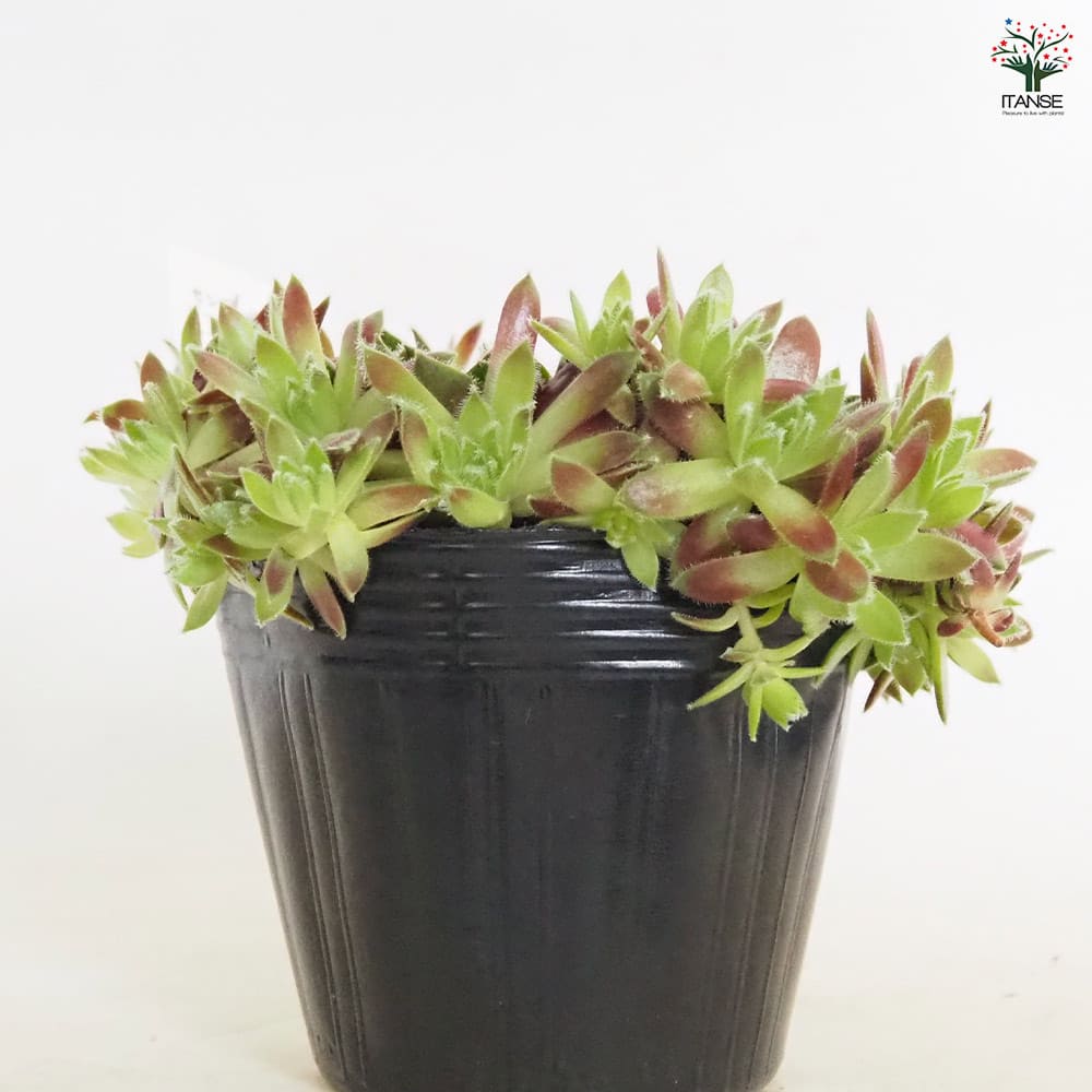 センペルビウム ラブリーレディ 【多肉植物 4号／1個売り】｜ 【植物の