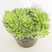 センペルビウム ローズマリー 【多肉植物 4号／1個売り】|多肉植物