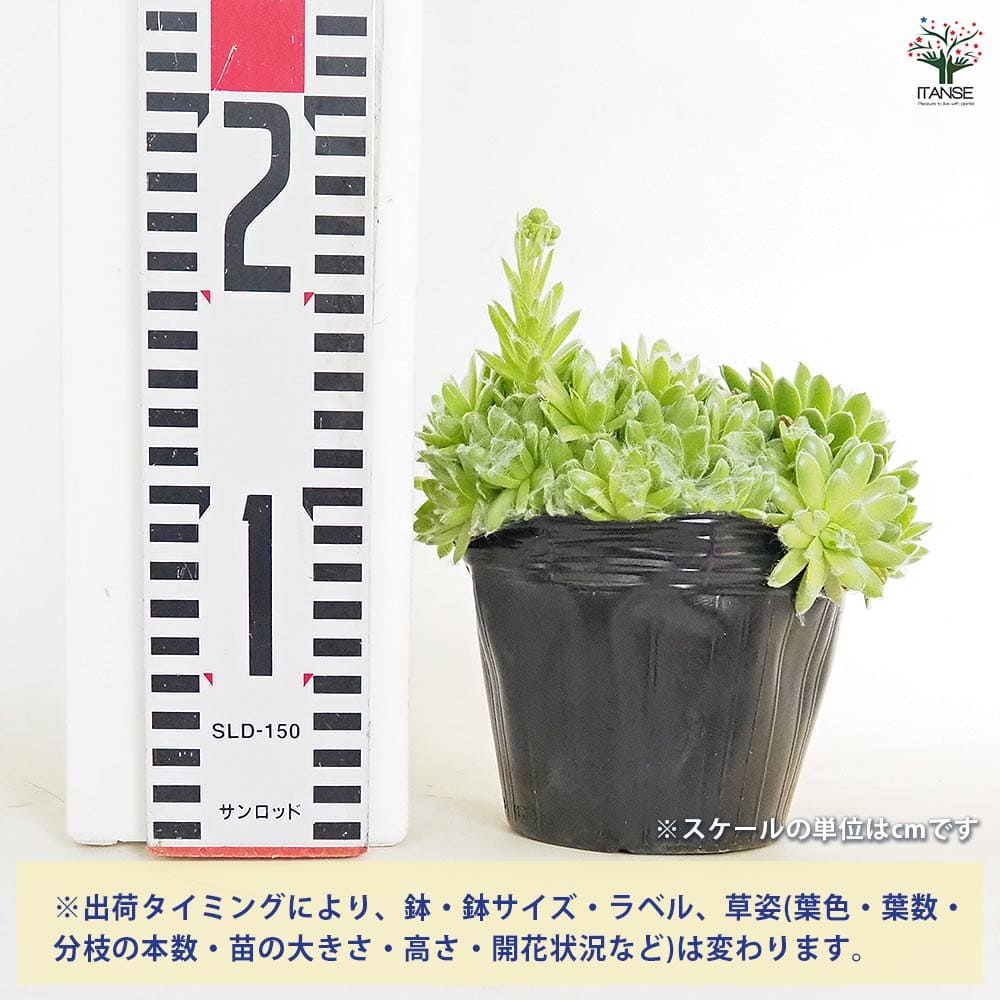 センペルビウム ローズマリー 【多肉植物 4号／1個売り】｜ 【植物の