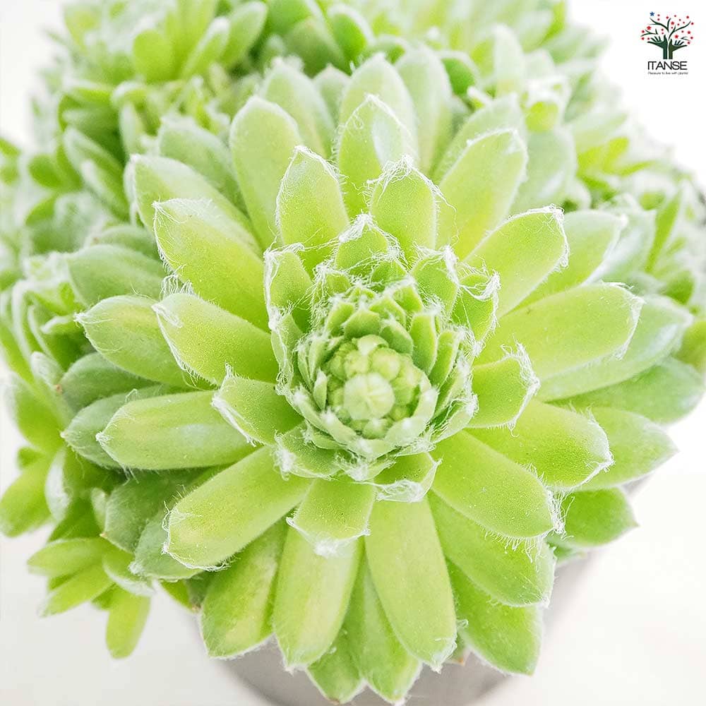 センペルビウム ローズマリー 【多肉植物 4号／1個売り】｜ 【植物の