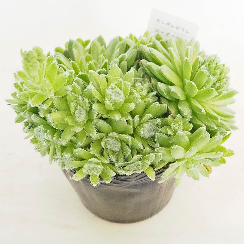 センペルビウム ローズマリー 【多肉植物 4号／1個売り】