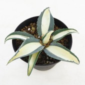 アガベ アメリカーナ メディオピクタ Aurea 【多肉植物 3.5号／1個売り】|多肉植物