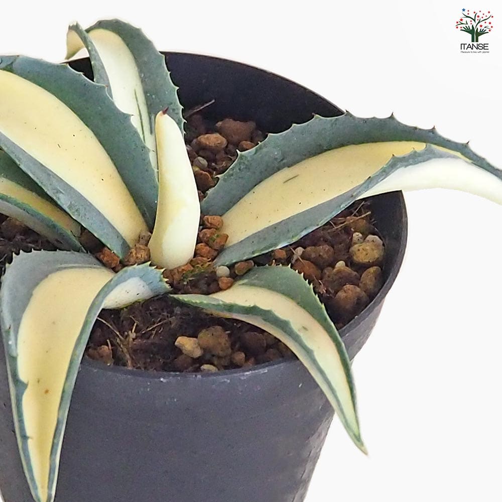 アガベ アメリカーナ メディオピクタ Aurea 【多肉植物 3.5号／1