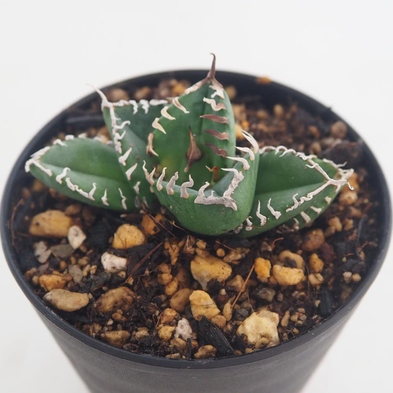 アガベ ホリダ 多肉植物 n11 アガベ ホリダ 026 Agave horrida 強棘 | Sunny Branch