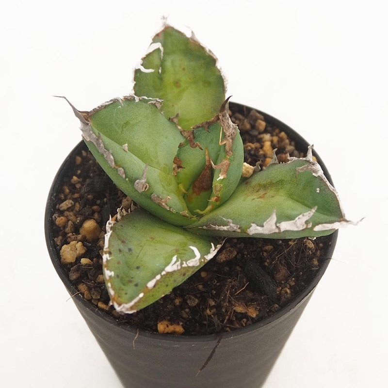 アガベ 山亀 【多肉植物 4号鉢／1個売り】｜ 【植物のITANSE