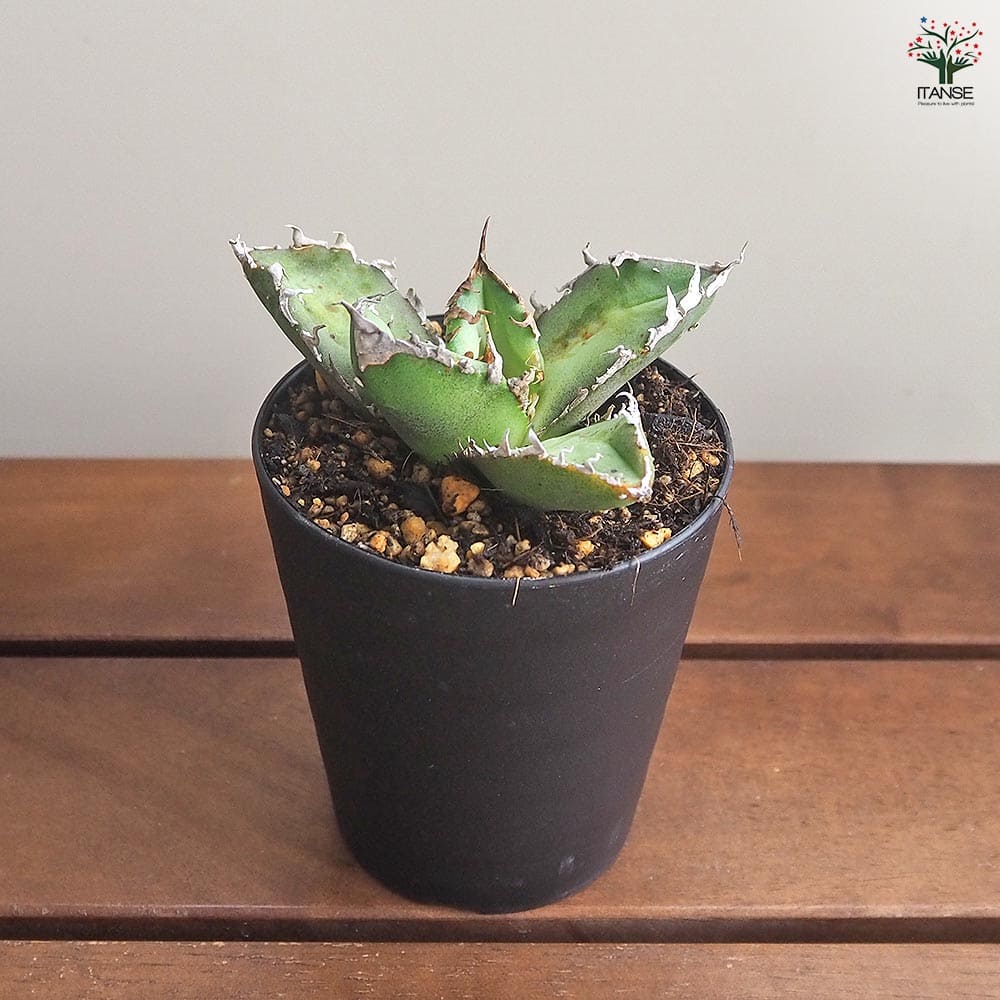 アガベ チタノタ ゴジラ 【多肉植物 3号／1個売り】｜ 【植物の