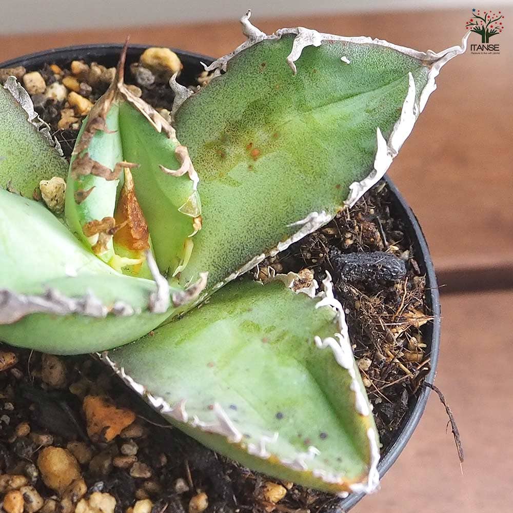 アガベ チタノタ ゴジラ 【多肉植物 3号／1個売り】｜ 【植物の