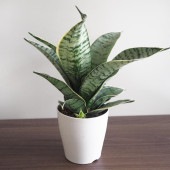 サンスベリア シルバーハニー 【多肉植物 3.5号／1個売り】|多肉植物