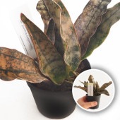 サンスベリア キルキー コパトーン 【多肉植物 2.5号／1個売り】