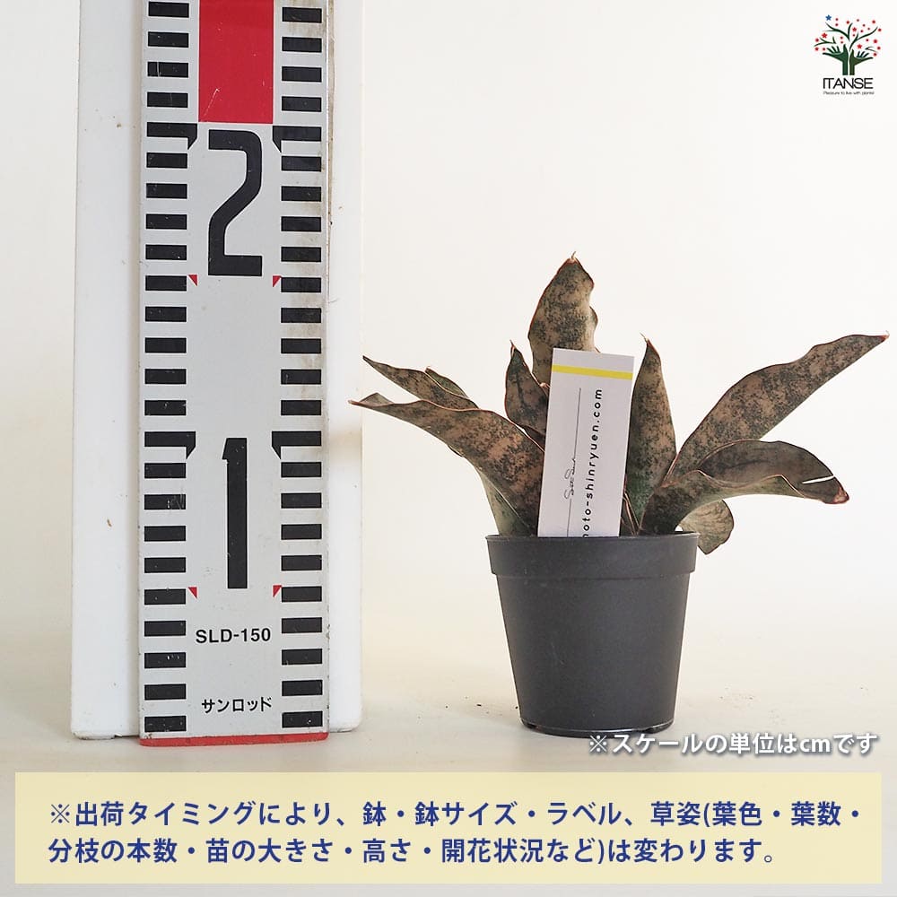 サンスベリア・キルキーコパトーン・希少品種・レア植物 サンセベリア キルキーコパトーン ③ Sansevieria kirkii var