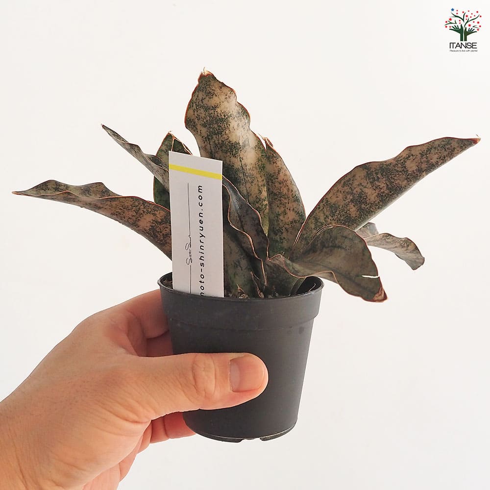 サンスベリア キルキー コパトーン 【多肉植物 2.5号／1個売り