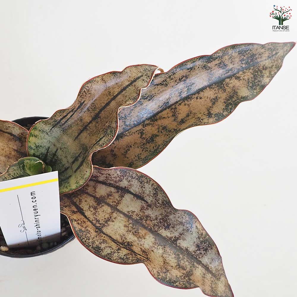 サンスベリア キルキー コパトーン 【多肉植物 2.5号／1個売り