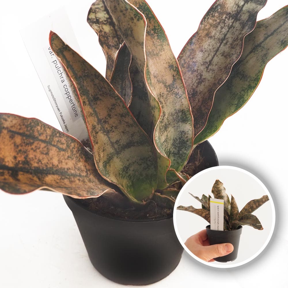 サンスベリア キルキー コパトーン 【多肉植物 2.5号／1個売り