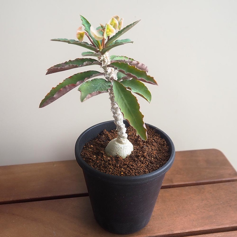 デウテロコニア ブレビフォリア クロランサ 【多肉植物 2.5号／1