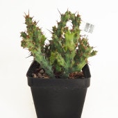 ユーフォルビア アクチノクラダ 【多肉植物 2.5号／1個売り】