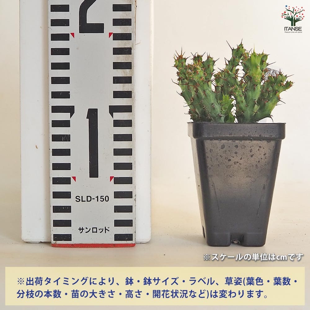 ユーフォルビア　アクチノクラダ ユーフォルビア アクチノクラダ 【多肉植物 2.5号／1個売り