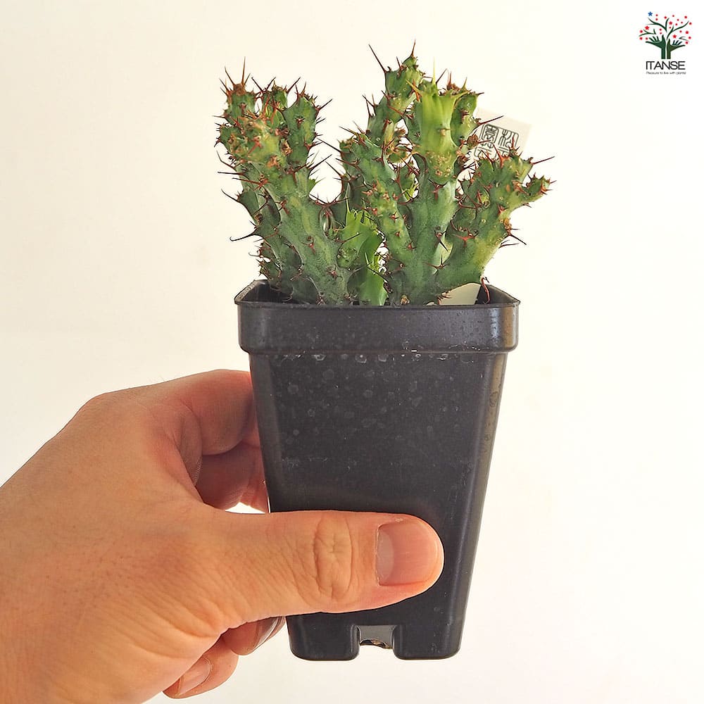 ユーフォルビア　アクチノクラダ ユーフォルビア アクチノクラダ 【多肉植物 2.5号／1個売り