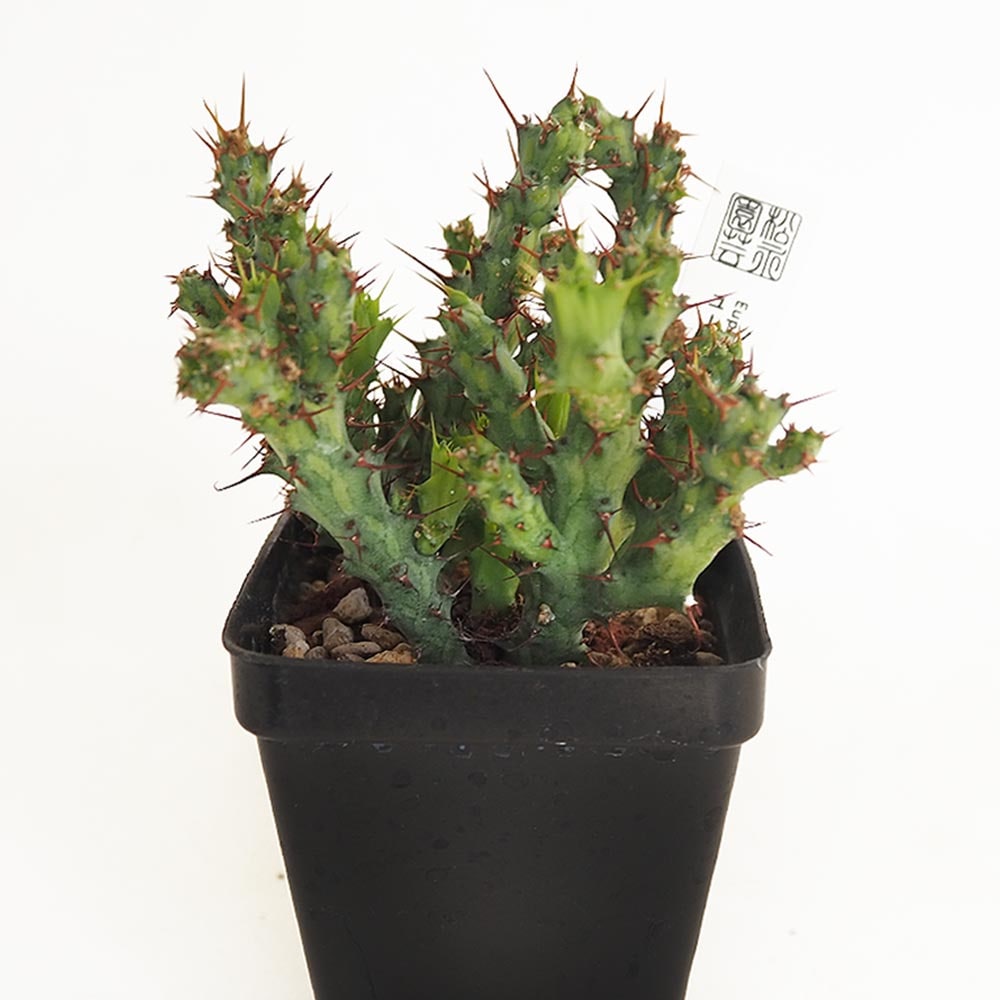 ユーフォルビア　アクチノクラダ ユーフォルビア アクチノクラダ 【多肉植物 2.5号／1個売り