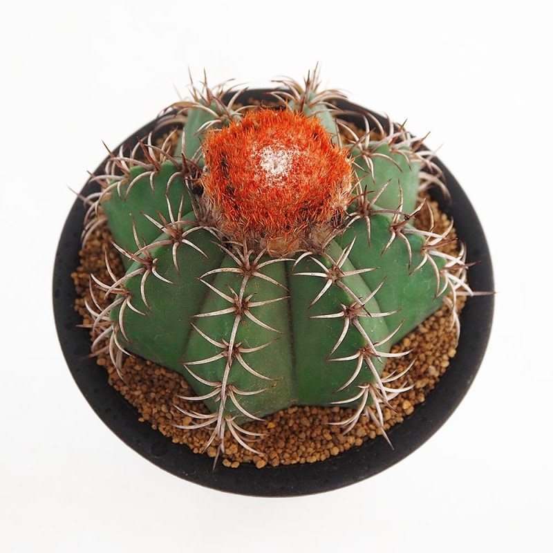 サボテン 金鯱(キンシャチ) 【多肉植物 2.5号】｜ 【植物の