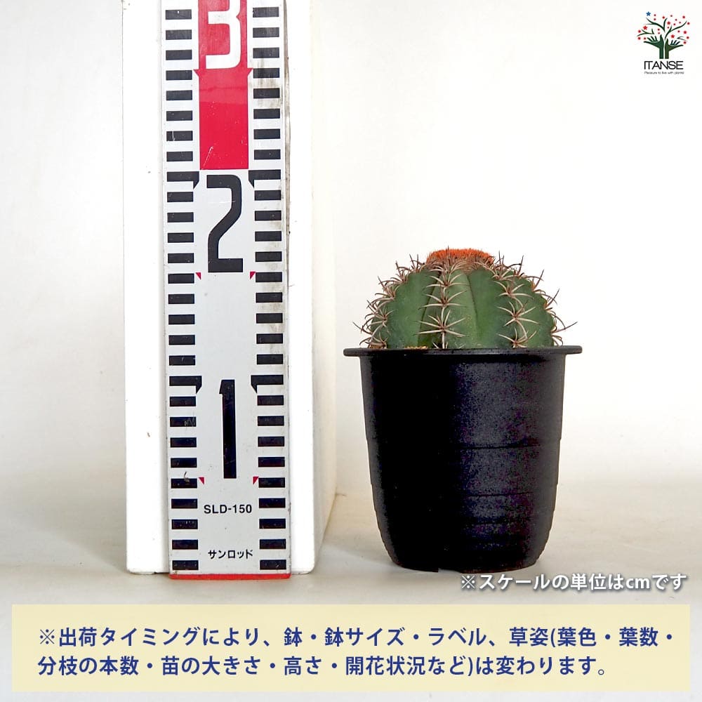 メロカクタス　パキアカンタ　サボテン　マタンザナス メロカクタス マタンザナスの育て方