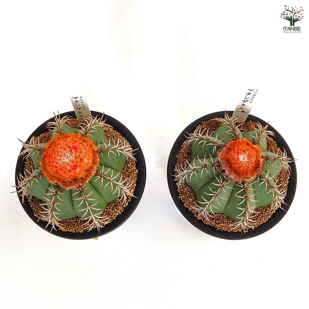 サボテン メロカクタス クルビスピナス 花座 / マタンザナス