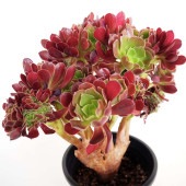黒法師 【多肉植物 5号／1個売り】|多肉植物