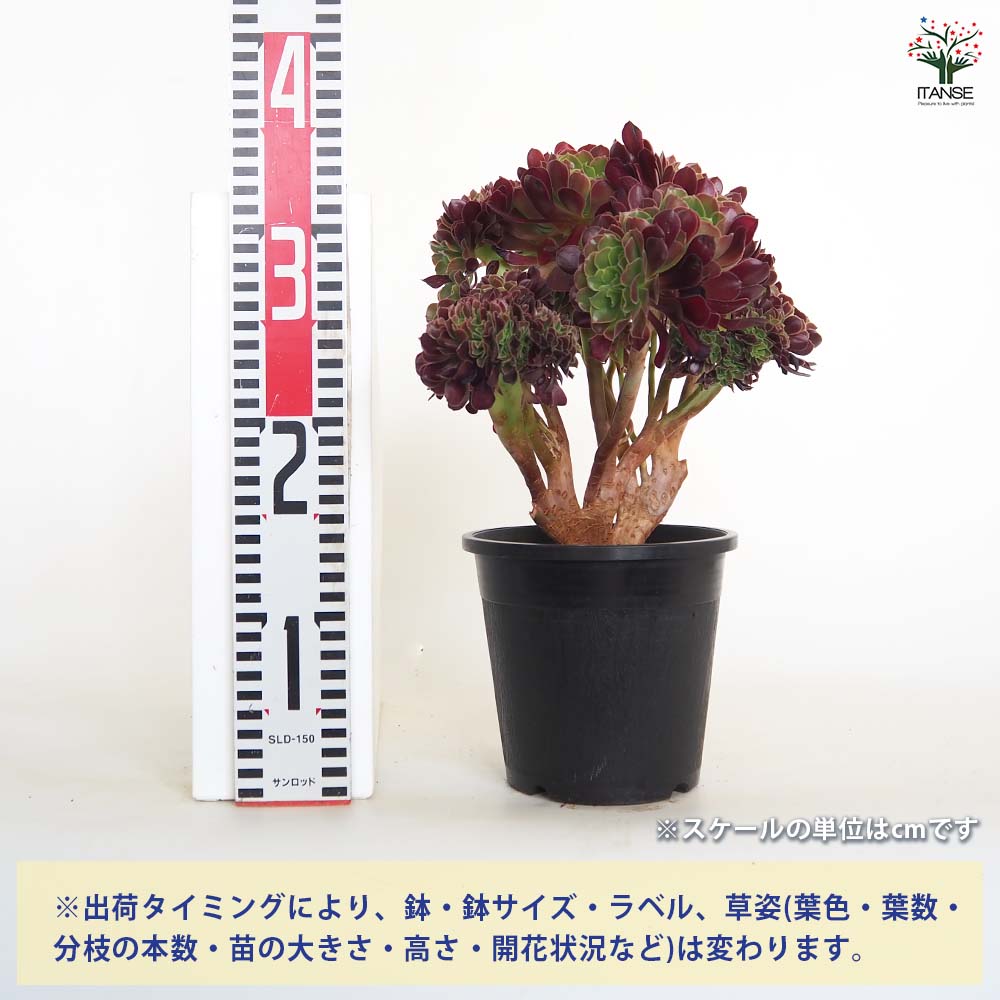 黒法師 【多肉植物 5号／1個売り】｜ 【植物のITANSE】全品送料