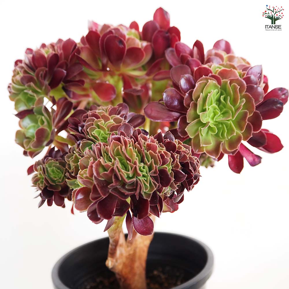黒法師 【多肉植物 5号／1個売り】｜ 【植物のITANSE