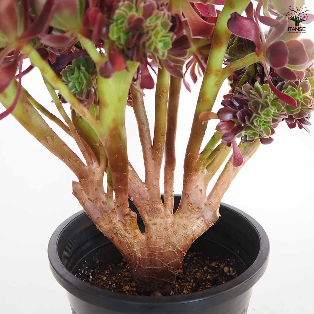 黒法師 【多肉植物 5号／1個売り】｜ 【植物のITANSE】全品送料