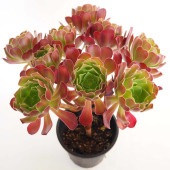 アエオニウム カシミヤバイオレット 【多肉植物 5号／1個売り】|多肉植物