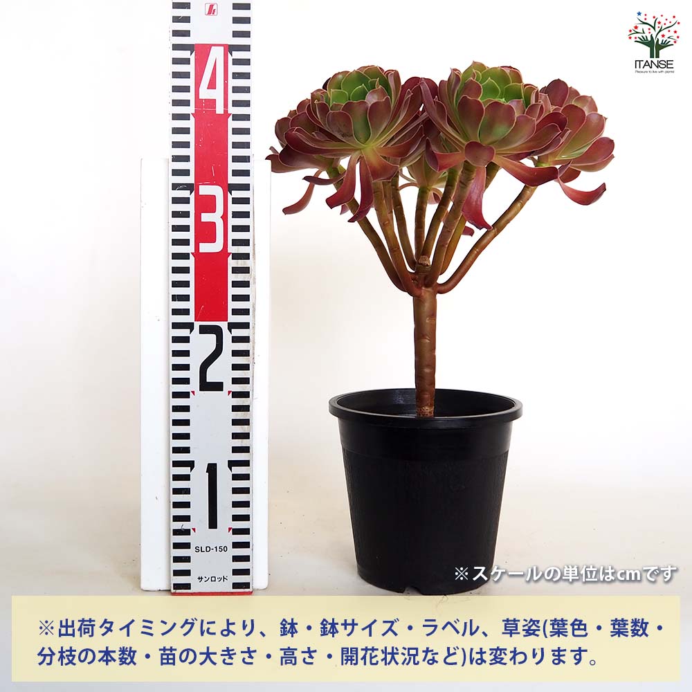 アエオニウム カシミヤバイオレット 【多肉植物 5号／1個売り