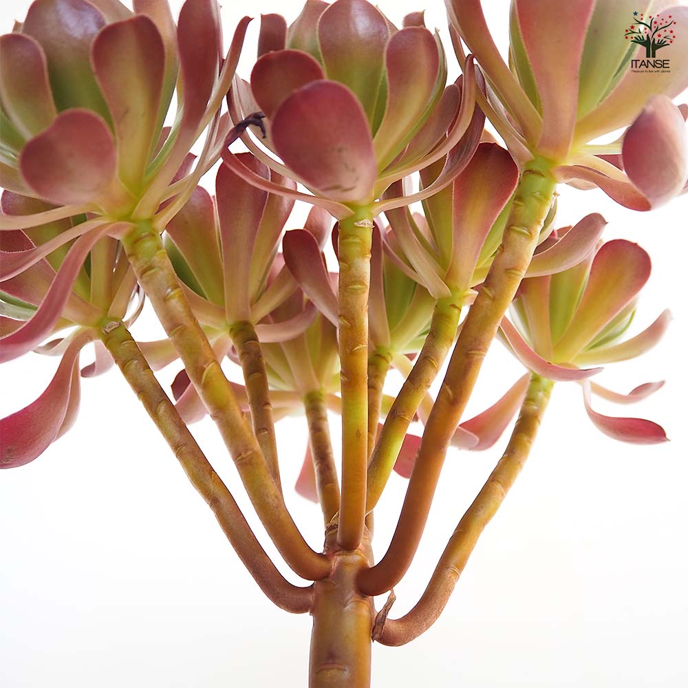 56#多肉植物アエオニウム❤️カシミヤバイオレットセッカ ❤️ 17cm拔き苗 56#多肉植物アエオニウム❤️カシミヤバイオレットセッカ