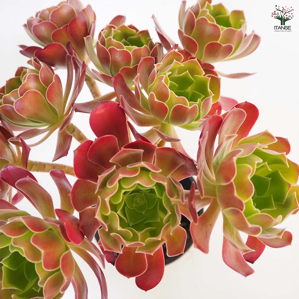 アエオニウム カシミヤバイオレット 【多肉植物 5号／1個売り