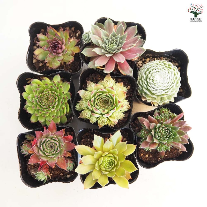 センペルビウム｜【植物のITANSE】全品送料無料・即出荷!