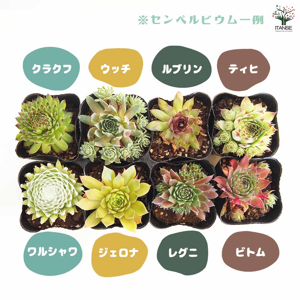 専用ページ　多肉植物　ミックスセンペルビウム　中サイズ　大株プラス 専用ページ 多肉植物 ミックスセンペルビウム 中サイズ 大株プラス