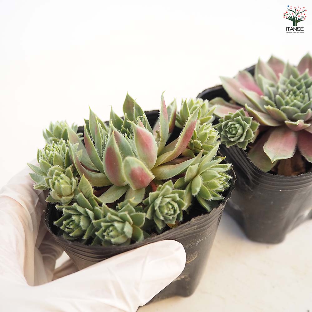 多肉植物 緑と赤のロゼット状*3