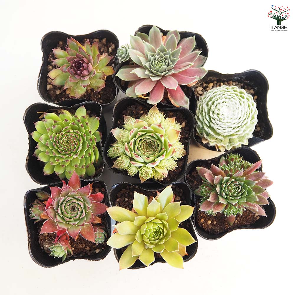 センペルビウム 品種MIX見計らい 【多肉植物 3号】｜ 【植物の