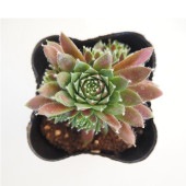 センペルビウム レグニ 【多肉植物 3号】