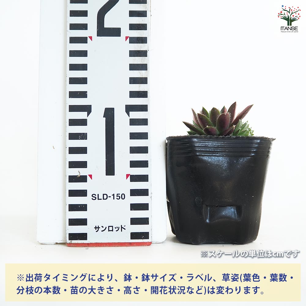センペルビウム レグニ 【多肉植物 3号】｜ 【植物のITANSE