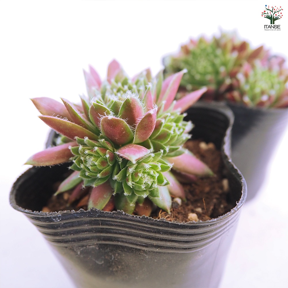 センペルビウム レグニ 【多肉植物 3号】｜ 【植物のITANSE