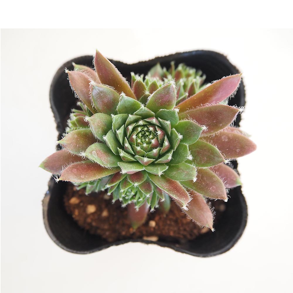 センペルビウム｜【植物のITANSE】全品送料無料・即出荷!