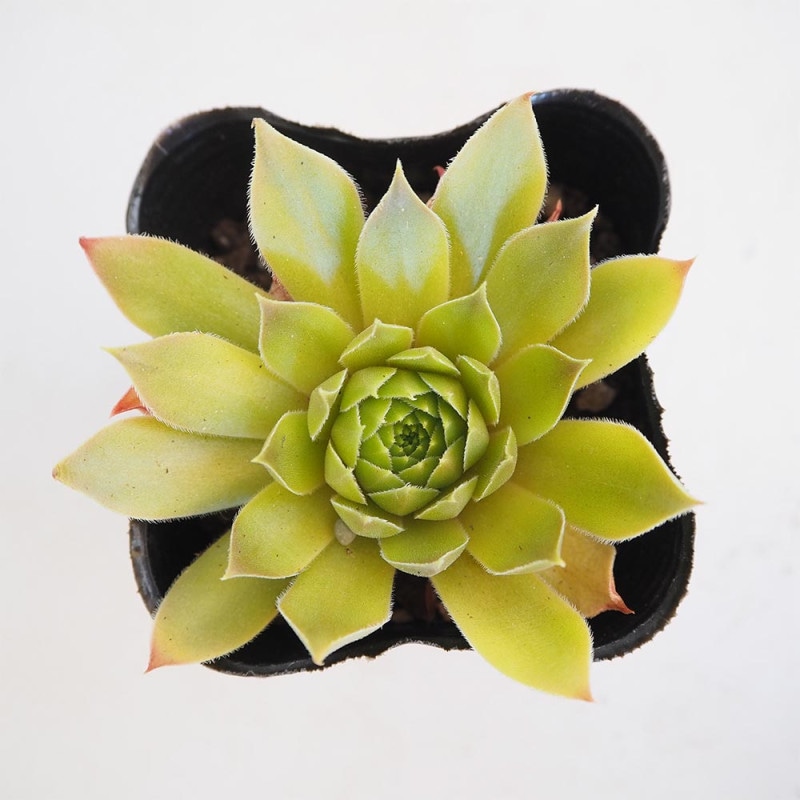 センペルビウム｜【植物のITANSE】全品送料無料・即出荷!