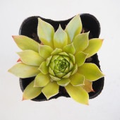 センペルビウム ジェロナ 【多肉植物 3号】