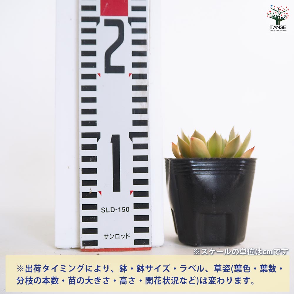 センペルビウム ジェロナ 【多肉植物 3号】｜ 【植物のITANSE