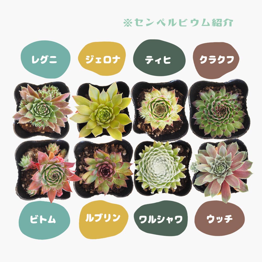 センペルビウム ジェロナ 【多肉植物 3号】｜ 【植物のITANSE