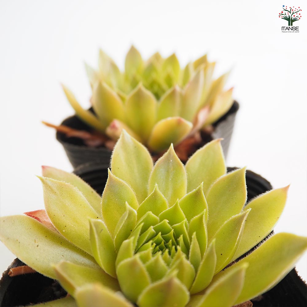 センペルビウム ジェロナ 【多肉植物 3号】｜ 【植物のITANSE