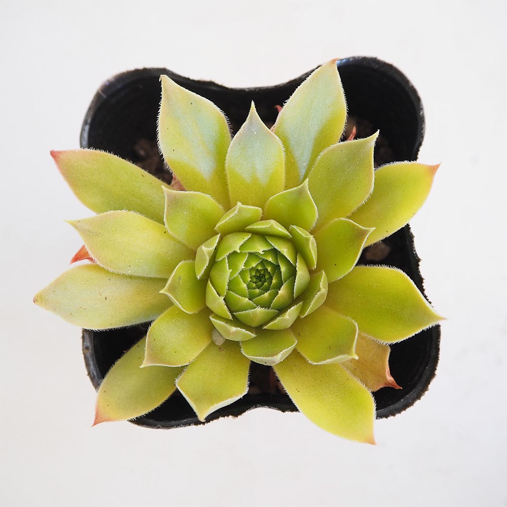 86　センペルビウム　ジェロナ　抜き苗　¥300 86 センペルビウム ジェロナ 抜き苗 ¥300