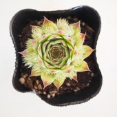 センペルビウム ティヒ 【多肉植物 3号】