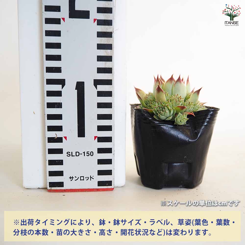 センペルビウム ティヒ 【多肉植物 3号】｜ 【植物のITANSE