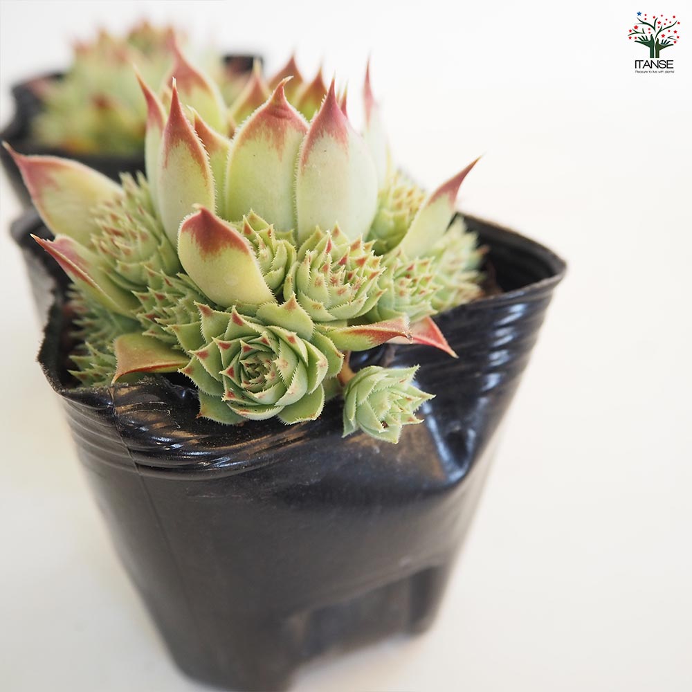 センペルビウム ティヒ 【多肉植物 3号】｜ 【植物の